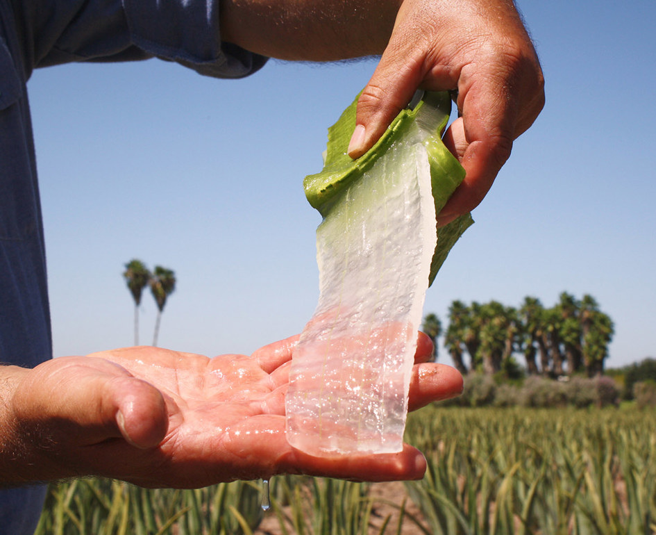 Aloe Vera Gel